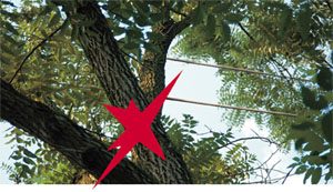 lines-in-tree
